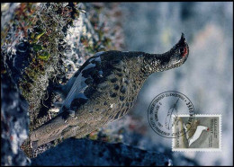 Groenland - MK -  Vogels / Birds - Cartes-Maximum (CM)