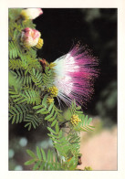 GUINEE Pink Powderpuff 37 (scan Recto Verso)ME2647BIS - Equatorial Guinea