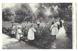 Royaume Uni     -  Reading  -  St Joseph's Couvent  , Castle Hill - The Garden - Reading