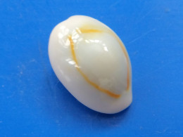 Cypraea Annulus NAINE Philippines GEM 15,1mm N20 - Conchiglie