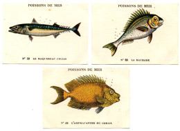 Delcampe - Chromo - Image : CASINO : 3 Images : Poissons De Mer : N° 58 - 59 - 60 : Daurade - Maquereau Colias - Amphacantre Du Cor - Autres & Non Classés