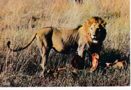 Animaux --Faune Africaine -- Le Repas Du Lion  .....beaux Timbres Du Tchad - Löwen