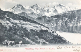 Beatenberg - Eiger, Mönch Und Jungfrau - éleveur Et Ses Vaches - CPA 1904 - Beatenberg