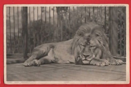 LONDON ZOO.   LION   THE ZOO SERIES - Löwen