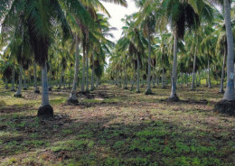 1 AK Marshall Islands / Bikini Atoll * DOE-Coconut-Palm-Test-Plantings * - Marshall