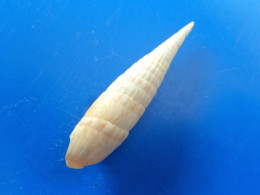 Terebra Cerithina Polynésie Française F+++  38,5mm N1 - Conchiglie