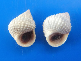Tectarius Muricatus (lot De 2) Martinique (Pte Faula) GEM WO 18,5 Et 18,9mm N15 - Conchiglie