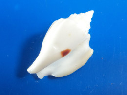 Strombus Variabilis Australie F+++/GEM  39mm N3 - Conchiglie