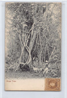 TRINIDAD - Rope Tree - Publ. Unknown - Trinidad