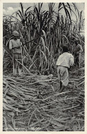 Colombia - BARANQUILLA - Cañas - Ed. Heumann 30 - Kolumbien