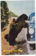 Riding Piggy-Back : Black Bear, Cub, Oldtimer Car - 'Please Do Not Feed The Bears' - (Canada) - Jasper - Jasper