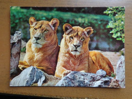 Dierenpark, Tierpark / Safari Park De Beekse Bergen Te Hilvarenbeek / Leeuw, Lion -> Written - Löwen