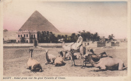 EGYPT     Kamel Group Near The Great Pyramids Of Cheops. - Gizeh