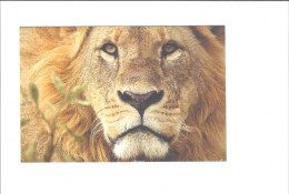 THEME  LIONS  IFAW         ***  RARE   A SAISIR **** - Löwen