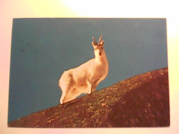 TAURO CAMOSCIO BIANCO CHAMOIS BLANC PARCO NAZIONALE DEL GRAN PARADISO AOSTA - Stiere