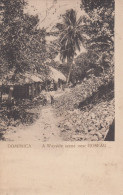 Dominica - A Wayside Scene Near Roseau - Dominica