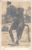 Zambia - Baboon, Shot By Mr. J. E. Hugues, Luena River - REAL PHOTO - Publ. Smart & Copley - Zambia
