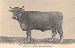 ARTH (SZ) Müsi - Eigentümer J. Bürgi-Gretener - Verlag Unbekannt - Arth