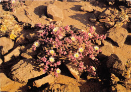 NAMIBIE Living Desert NAMIBIA Mesembryanthemun Annuun N° 16 \MK3005 - Namibia
