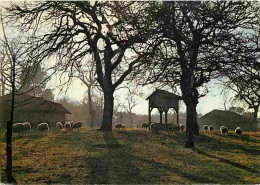 40 - Sabres - Parc  Naturel Régional Des Landes De Gascogne - Pacage Sur L'airial - CPM - Voir Scans Recto-Verso - Sabres