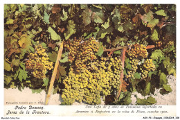 AOVP11-0788-ESPAGNE - JEREZ DE LA FRONTERA - Edro Domecq - Una Cepa De 5 Anos De Palomino - Cádiz