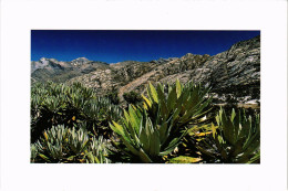 PC COLOMBIA, DANS LES EXTRÉMES DE L'ALTITUDE, Modern Postcard (b60164) - Kolumbien