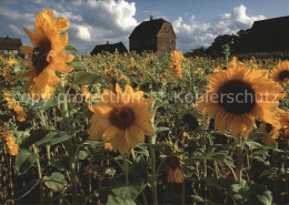 Luedinghausen Sonnenblumen Mit Kornspeicher - Lüdinghausen