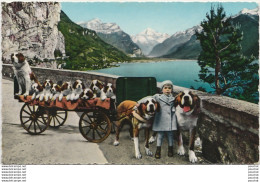 E1-  FLÜELEN (SUISSE) ST. BERNHARD-ZWINGER. ZWING-URI - (CHIEN - CHIENS - COULEURS - 2 SCANS) - Flüelen
