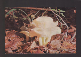 CPSM - Champignons - Hygrophorus Eburneus - Edité Par Le Comité National De L'Enfance - Non Circulée - Pilze