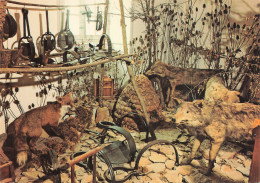 70 CHAMPLITTE SALLE DES LOUPS MUSEE DEPARTEMENTAL ALBERT DEM - Champlitte
