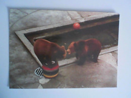 ORSO BRUNO OURS URSUS 2 ORSI  CON PALLONE FOSSA DELGI ORSI BERNA SVIZZERA - Bears