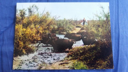 CPM EN CAMARGUE TAUREAU TRAVERSANT UN COURS D EAU ED S L - Stiere