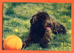 Mini Calendrier 1983 Chien Avec Ballon - Small : 1981-90