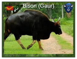 India 2025 BISON / GAUR MINT / BLANK PPC Maxim/Picture Post Card As Per Scan - Stiere