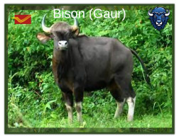 India 2025 BISON / GAUR MINT / BLANK PPC Maxim/Picture Post Card As Per Scan - Stiere
