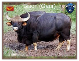 India 2025 BISON / GAUR MINT / BLANK PPC Maxim/Picture Post Card As Per Scan - Stiere