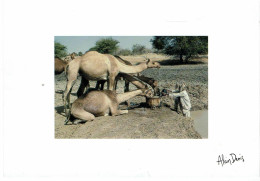 CPM TCHAD DOUGUIA - L'eau De Jamel - Dromadaires - 1995 - Tschad