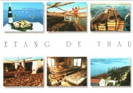 CPM 34 Hérault Bouzigues - Elevage Et Récolte Des Huîtres De L'étang De Thau, Aux Environs De Sète TBE éd. De La Palette - Fischerei