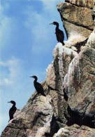 29 SIZUN RESERVE D OISEAUX DU CAP SIZUN - Sizun
