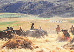 LESOTHO Lessouto Récolte Foin Fanage Carte Vierge Non Circulé (Scans R/V) N° 52 \MP7102 - Lesotho