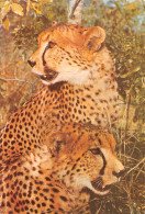 Zimbabwe Rhodesia Cheetah Guepard Acinonyx Julatus Publisher PVT Salisbury HARARE (Scan R/V) N° 40 \MP7117 - Simbabwe