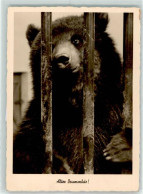 39281924 - Gunkel Foto Kunstkarte 2880 - Bears