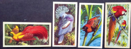 UK.GB ENGLAND 1960, TROPICAL BIRDS, 4 DIFF FULL DETAIL ON  BACK SIDE ISSUE BY BROOKE BOND TEA CO. - Covers & Documents