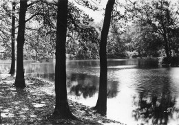 FRANCE - Bligny - Mare Aux Cerfs - Bois - Végétation - Nature - Paysage - Promenade - Edit AP - Carte Postale - Briis-sous-Forges