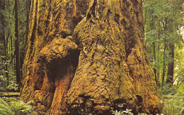 Giant Tree - Henry Cowell State Park - Bäume