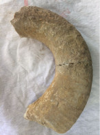 Ammonite 22cm X 12 Cm - 2060 Grammes - Fósiles