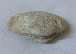 Coquillage Fossile - Clovis 102 Grammes 7,5 Cm X 5 Cm X 2,5 Cm - Fósiles