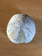 Fossile D'oursin Origine France Gard - Fósiles