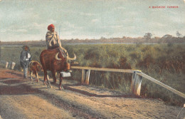 L476 Myanmar Burma A Burmese Farmer Riding Bullock Vintage Postcard - Myanmar (Burma)