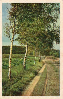 CPM - L - ARBRE - CHEMIN A TRAVERS CHAMPS - Bäume